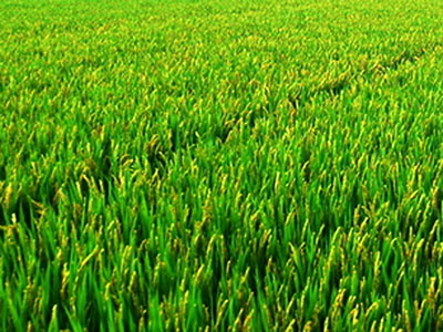 大米營養(yǎng)價值