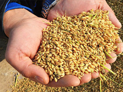 大米營養(yǎng)價(jià)值